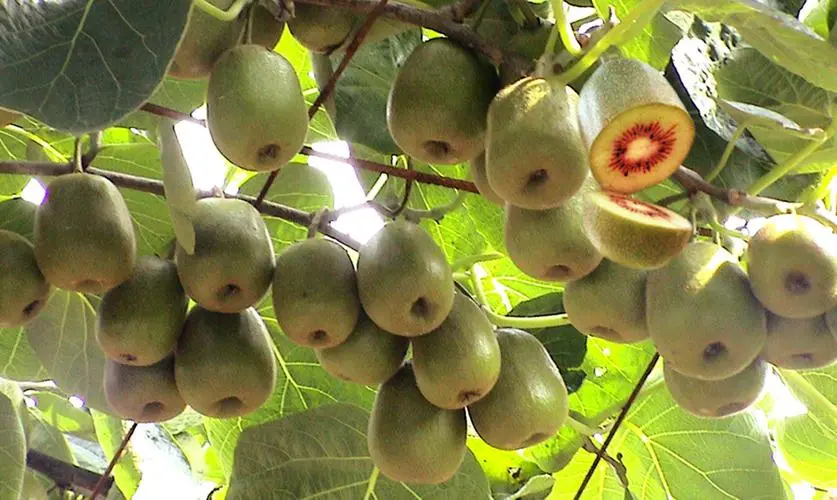 獼猴桃食品冷庫的建造使用特點(diǎn)